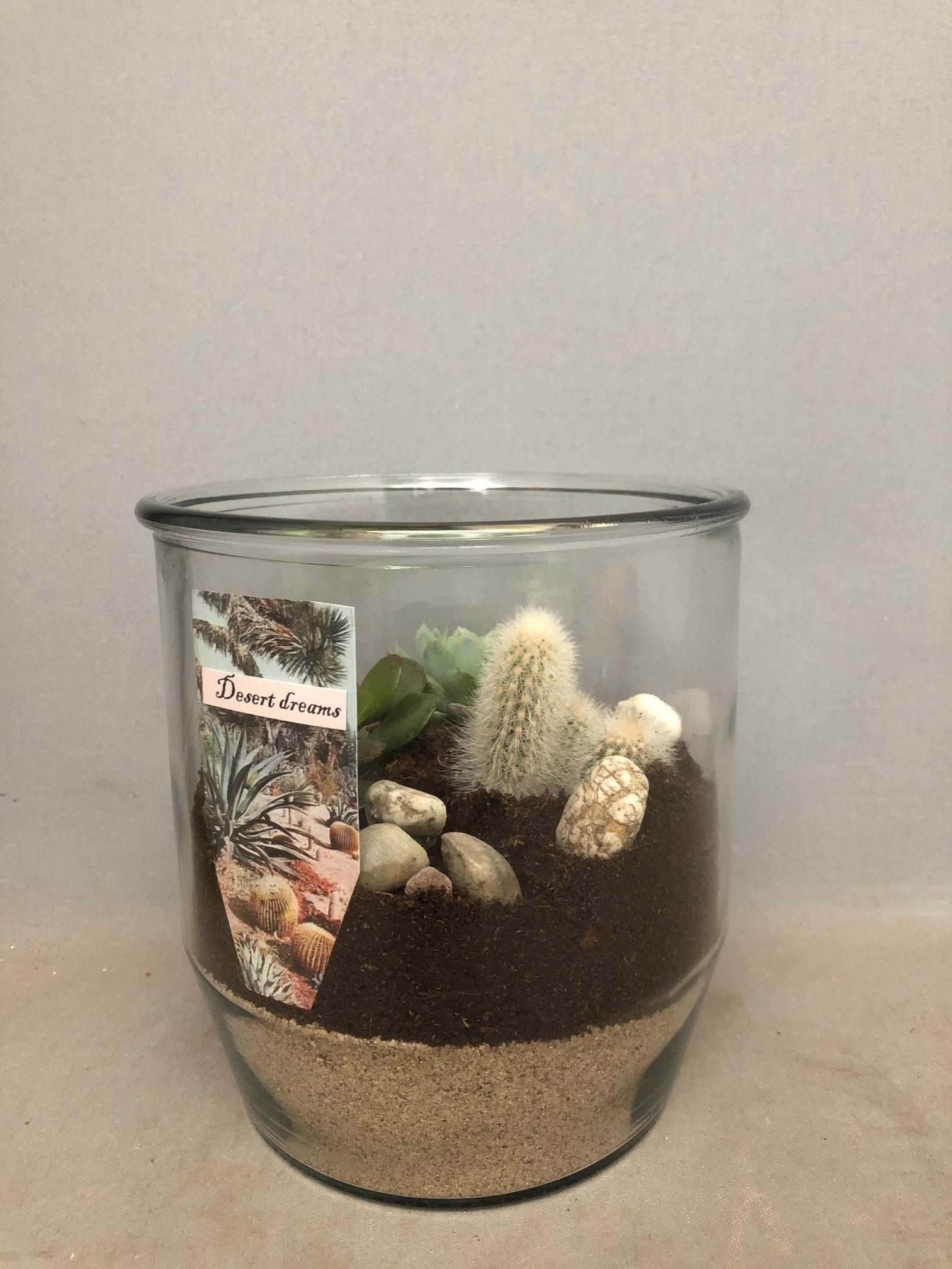 desert dream 1