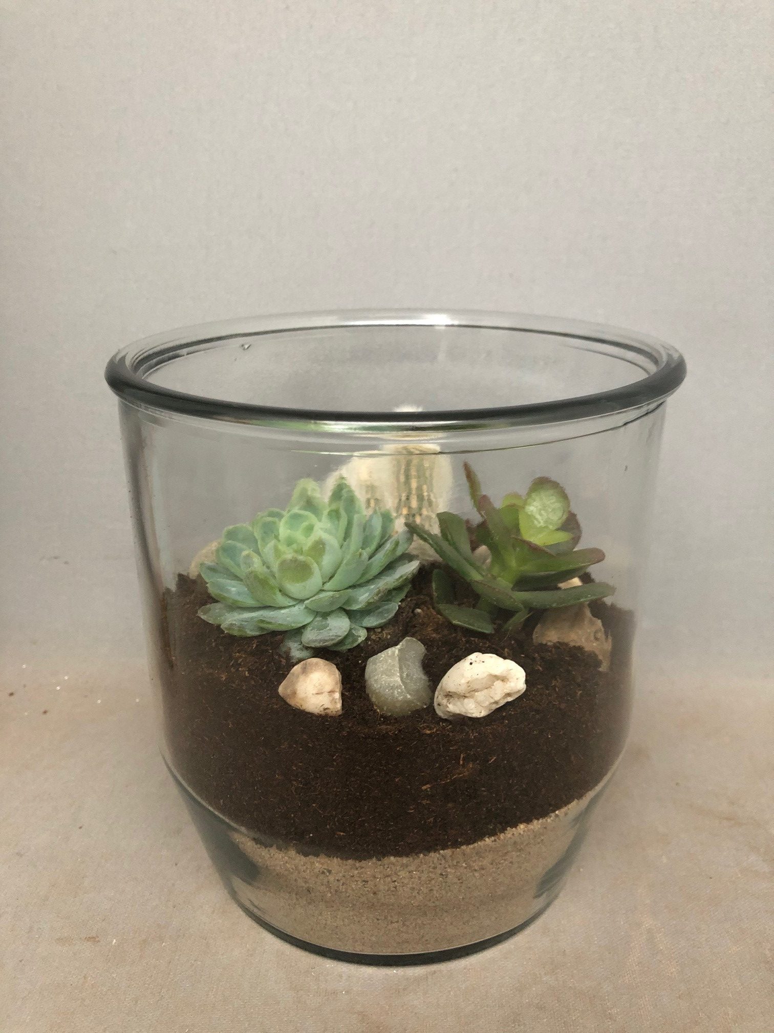 desert dream 1a