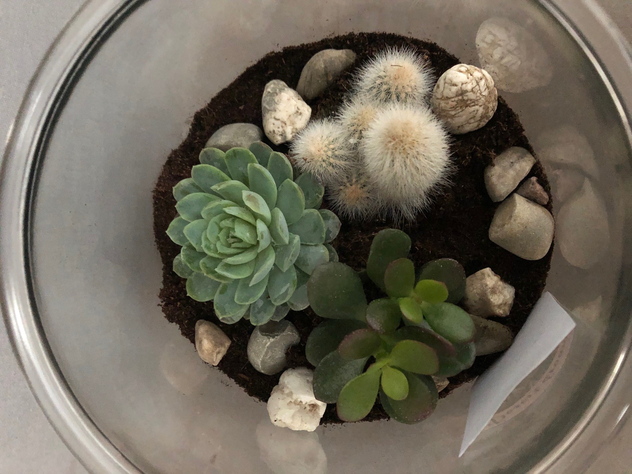 desert dream 1c